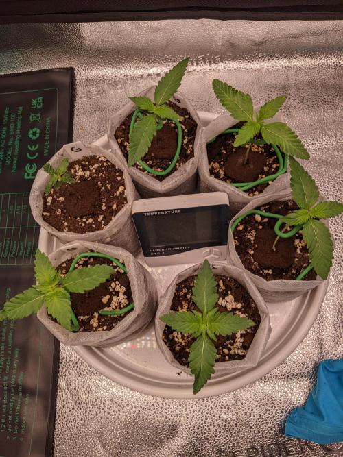 2025 FB - Guava; Organic Biotabs. Week 1 - Day 7