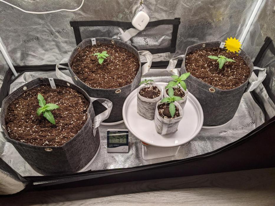 2025 FB - Guava; Organic Biotabs. Week 2 - Day 11 