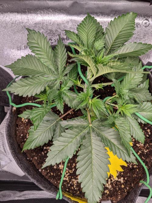 2025 FB - Guava; Organic Biotabs. Week 3 - Day 21