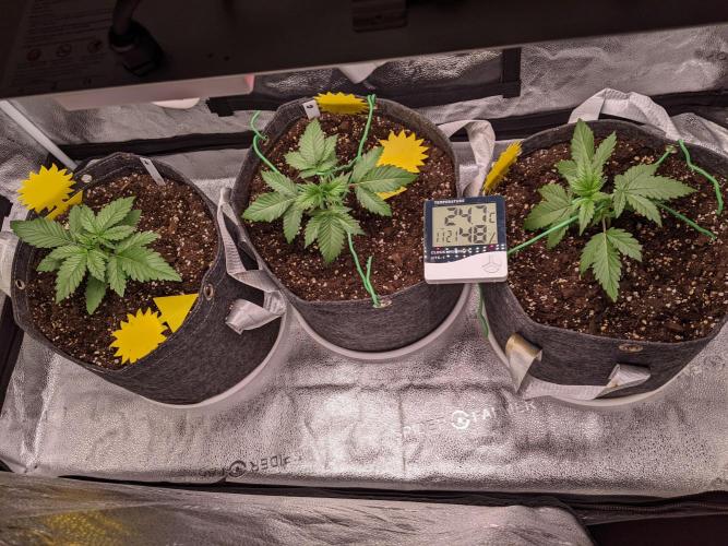 2025 FB - Guava; Organic Biotabs. Week 3 - Day 16