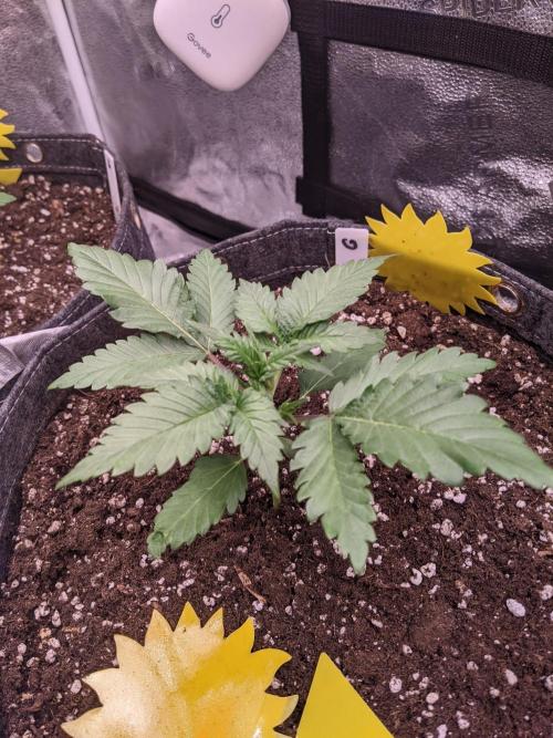 2025 FB - Guava; Organic Biotabs. Week 3 - Day 15