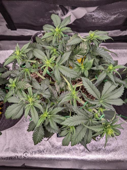 2025 FB - Guava; Organic Biotabs. Week 4 - Day 28