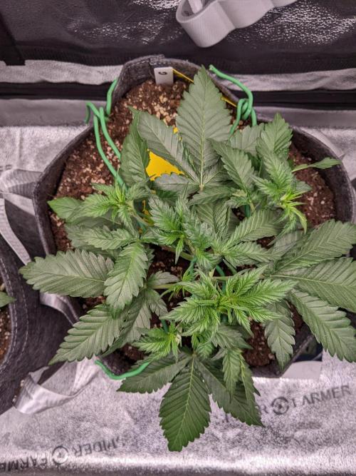 2025 FB - Guava; Organic Biotabs. Week 4 - Day 22