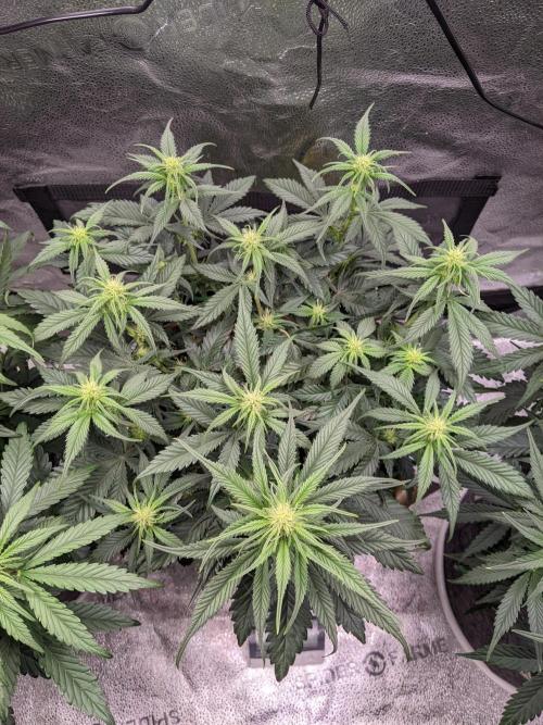 2025 FB - Guava; Organic Biotabs. Week 5 - Day 35