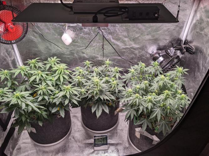 2025 FB - Guava; Organic Biotabs. Week 5 - Day 35 - center 