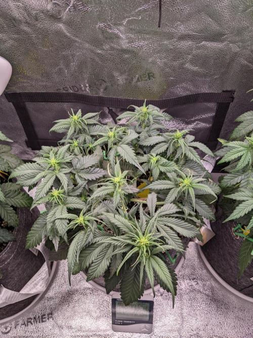 2025 FB - Guava; Organic Biotabs. Week 5 - Day 29