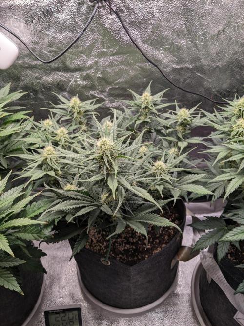 2025 FB - Guava; Organic Biotabs. Week 6 - Day 42