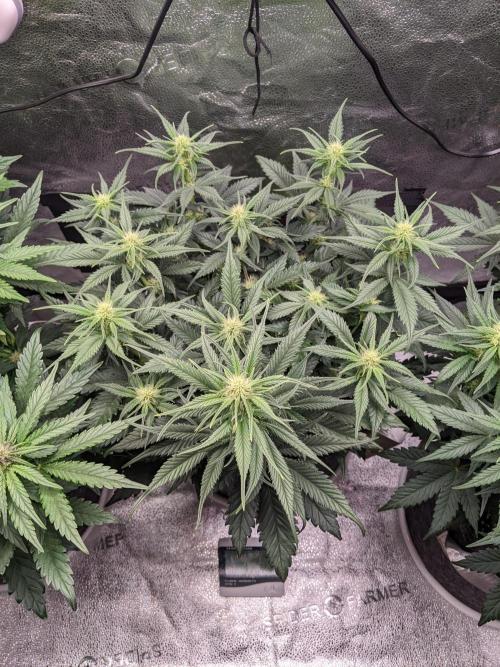 2025 FB - Guava; Organic Biotabs. Week 6 - Day 36