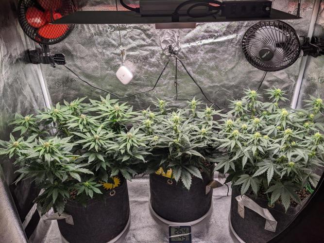 2025 FB - Guava; Organic Biotabs. Week 6 - Day 36