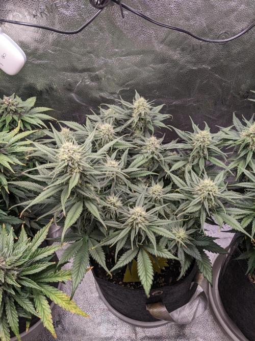 2025 FB - Guava; Organic Biotabs. Week 7 - Day 49