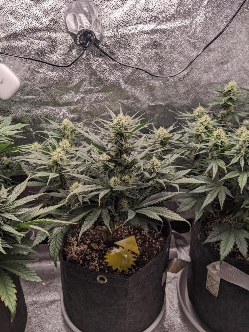 2025 FB - Guava; Organic Biotabs. Week 7 - Day 44