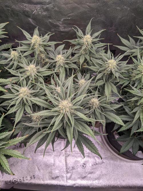 2025 FB - Guava; Organic Biotabs. Week 7 - Day 44