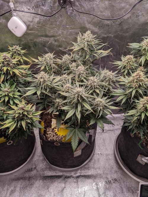 2025 FB - Guava; Organic Biotabs. Week 8 - Day 56