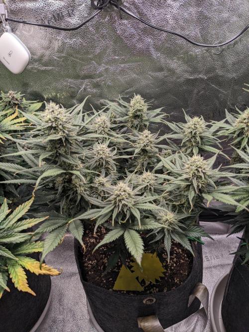 2025 FB - Guava; Organic Biotabs. Week 8 - Day 50