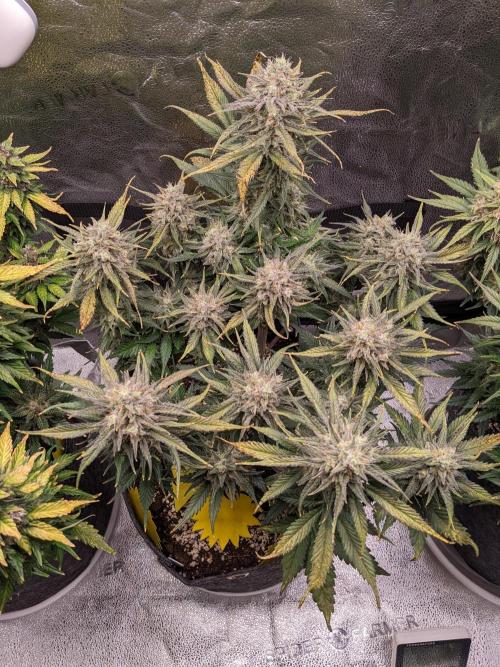 2025 FB - Guava; Organic Biotabs. Week 9 - Day 60