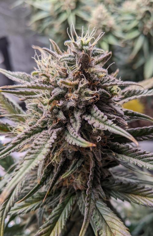 2025 FB - Guava; Organic Biotabs. Week 9 - Day 58