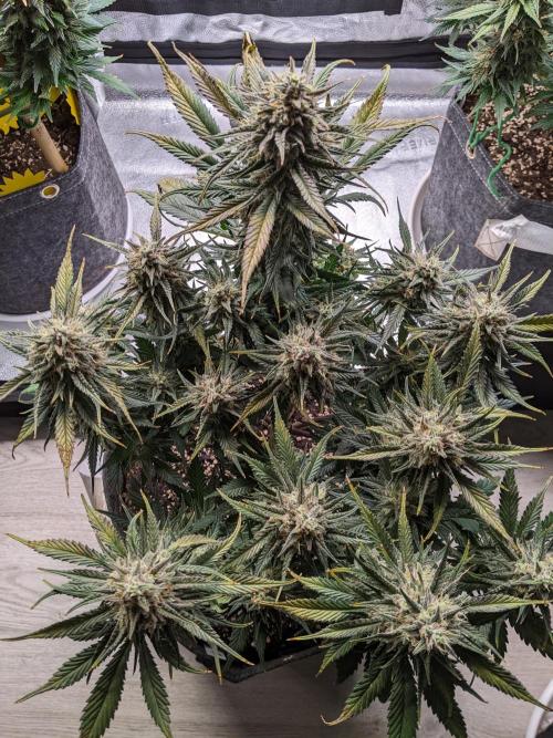 2025 FB - Guava; Organic Biotabs. Week 9 - Day 58