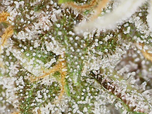 2025 FB - LSD 25; Organic Biotabs. Week 9 - Day 61 #1