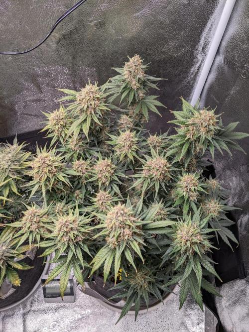 2025 FB - LSD 25; Organic Biotabs. Week 9 - Day 61 #2