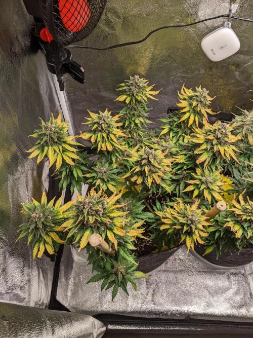 2025 FB - LSD 25; Organic Biotabs. Week 9 - Day 61 #1