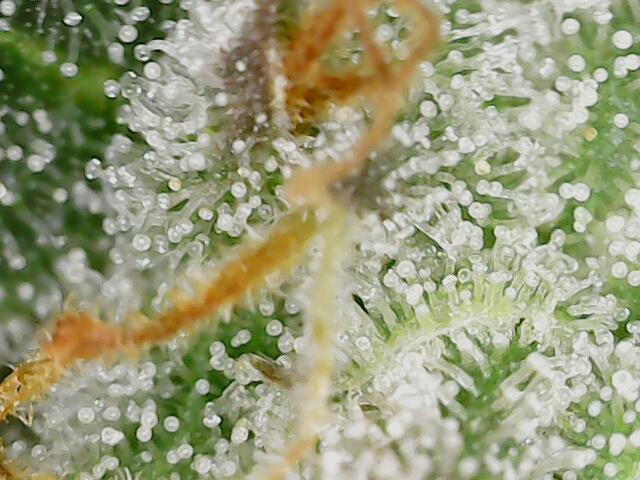 2025 FB - Guava; Organic Biotabs. Week 9 - Day 61