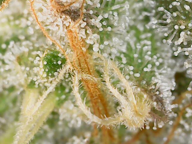 2025 FB - Guava; Organic Biotabs. Week 9 - Day 61