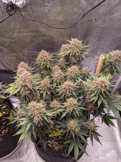 2025 FB - LSD 25; Organic Biotabs. Week 9 - Day 63 #2