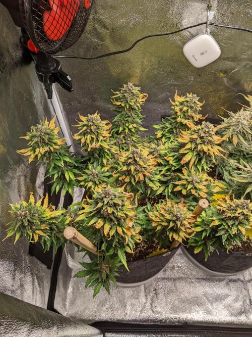 2025 FB - LSD 25; Organic Biotabs. Week 9 - Day 63 #1