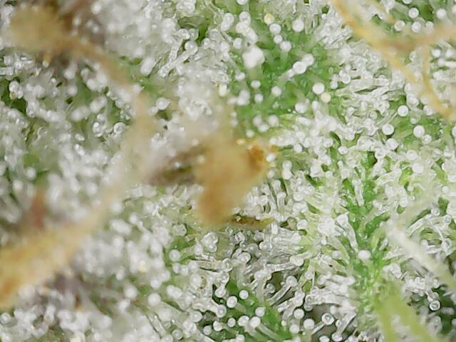 2025 FB - Guava; Organic Biotabs. Week 9 - Day 63