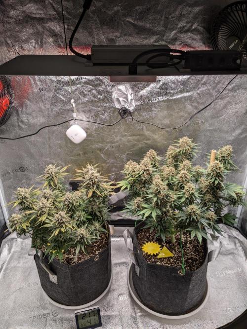 2025 FB - Guava; Organic Biotabs. Week 9 - Day 63