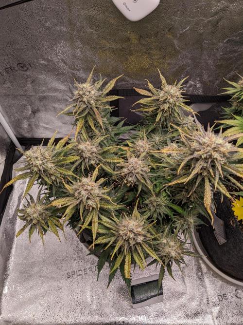 2025 FB - Guava; Organic Biotabs. Week 9 - Day 63