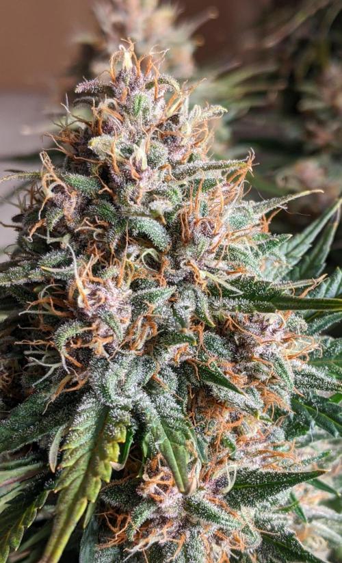 2025 FB - LSD 25; Organic Biotabs. Week 10 - Day 64