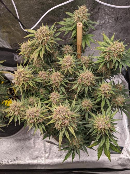 2025 FB - LSD 25; Organic Biotabs. Week 10 - Day 64