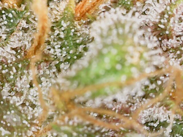 2025 FB - LSD 25; Organic Biotabs. Week 10 - Day 64