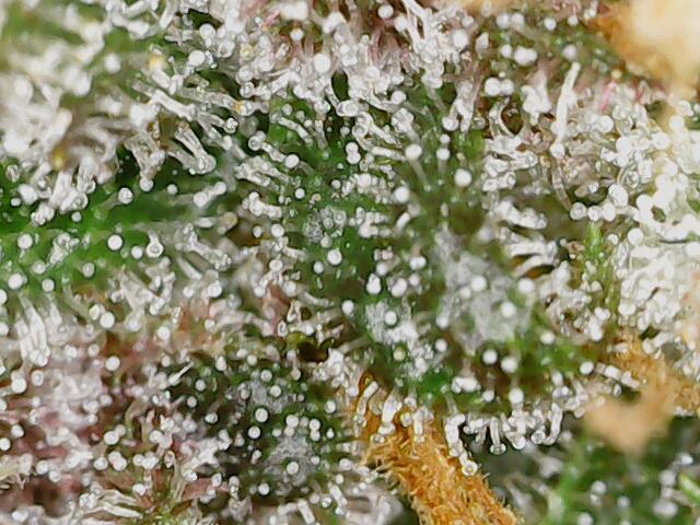 2025 FB - LSD 25; Organic Biotabs. Week 10 - Day 64