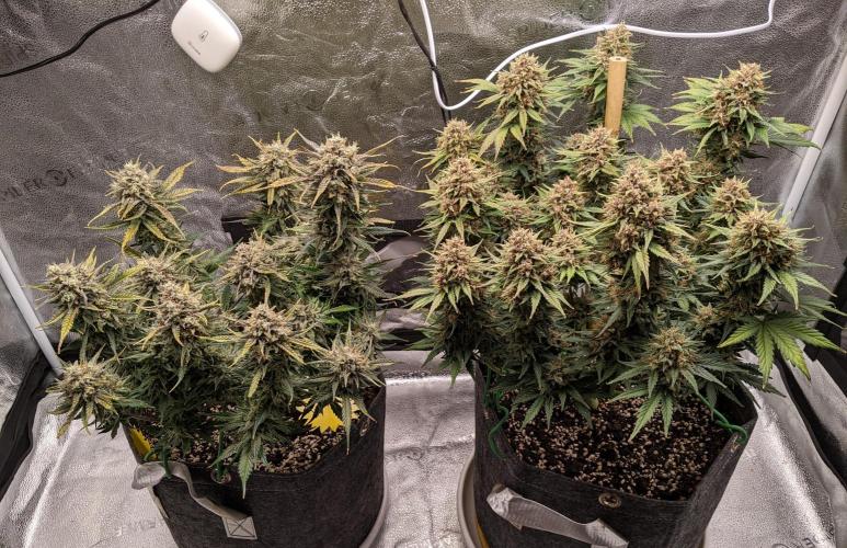 2025 FB - Guava; Organic Biotabs. Week 10 - Day 64 guava on left