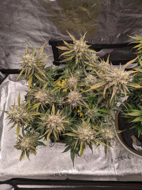 2025 FB - Guava; Organic Biotabs. Week 10 - Day 64