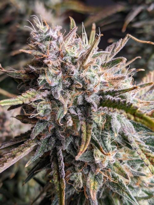 2025 FB - Guava; Organic Biotabs. Week 10 - Day 64