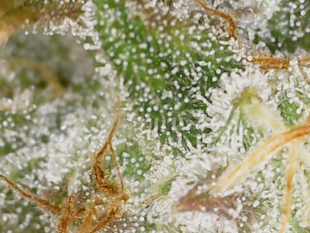 2025 FB - Guava; Organic Biotabs. Week 10 - Day 64