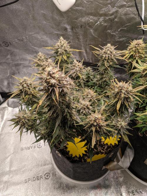 2025 FB - Guava; Organic Biotabs. Week 10 - Day 66