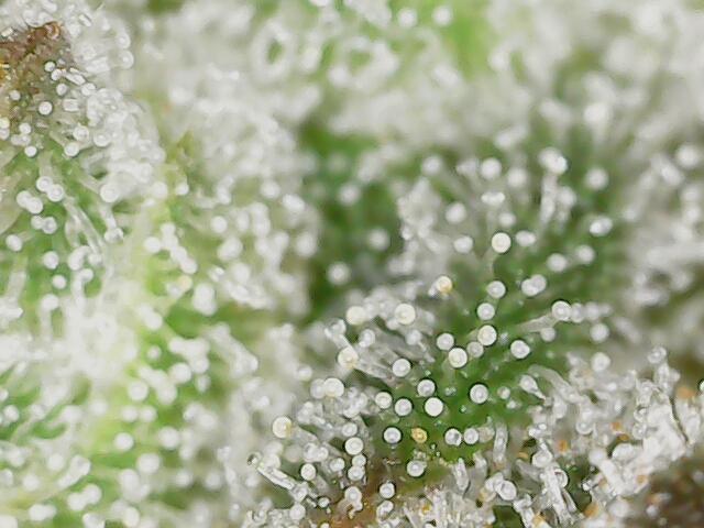 2025 FB - Guava; Organic Biotabs. Week 10 - Day 66