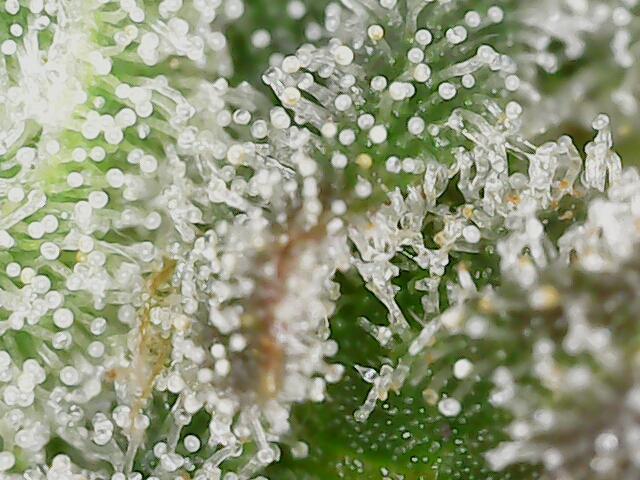 2025 FB - Guava; Organic Biotabs. Week 10 - Day 66