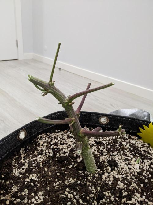 2025 FB - Guava; Organic Biotabs. Week 10 - Guava - LST