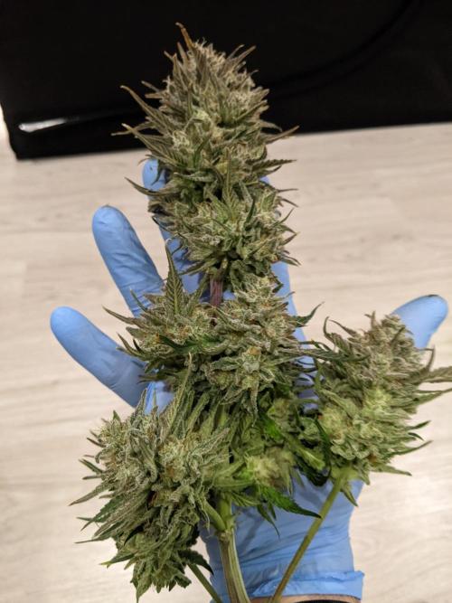 2025 FB - Guava; Organic Biotabs. Week 10 - Day 67 main