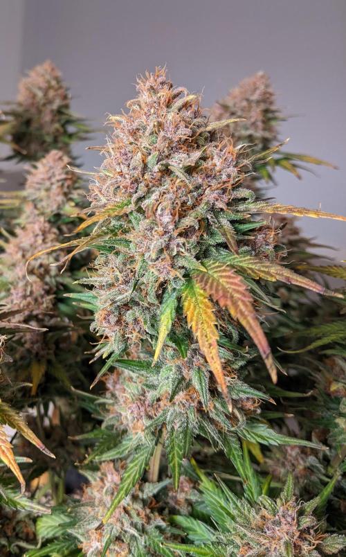 2025 FB - LSD 25; Organic Biotabs. Week 10 - Day 70