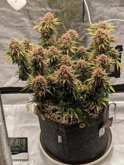 2025 FB - LSD 25; Organic Biotabs. Week 10 - Day 70