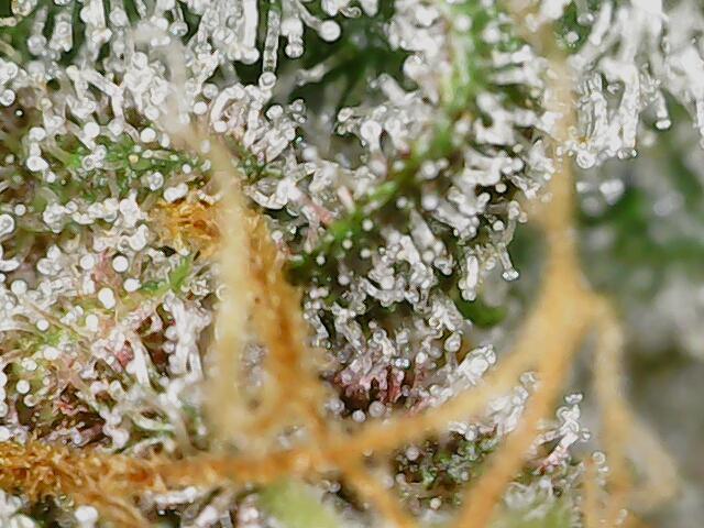 2025 FB - LSD 25; Organic Biotabs. Week 10 - Day 70