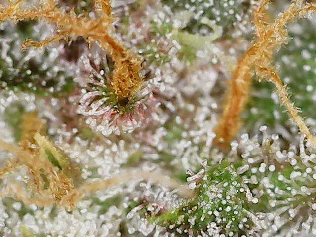 2025 FB - LSD 25; Organic Biotabs. Week 10 - Day 70