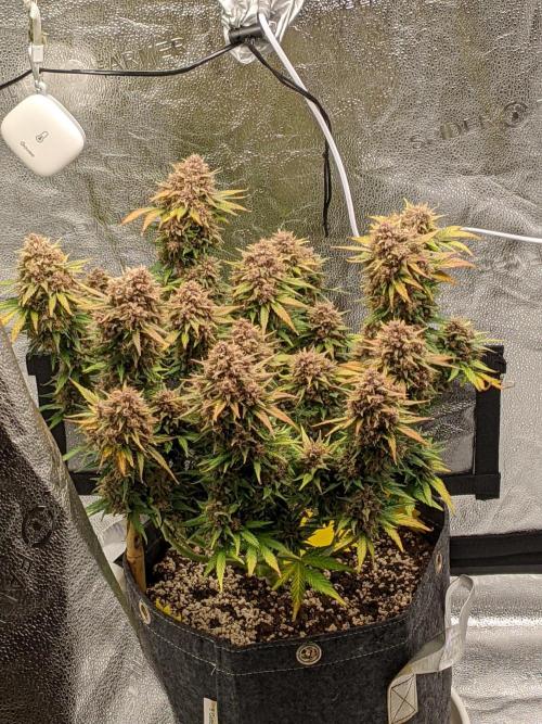 2025 FB - LSD 25; Organic Biotabs. Week 11 - Day 71