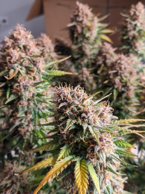 2025 FB - LSD 25; Organic Biotabs. Week 11 - Day 71